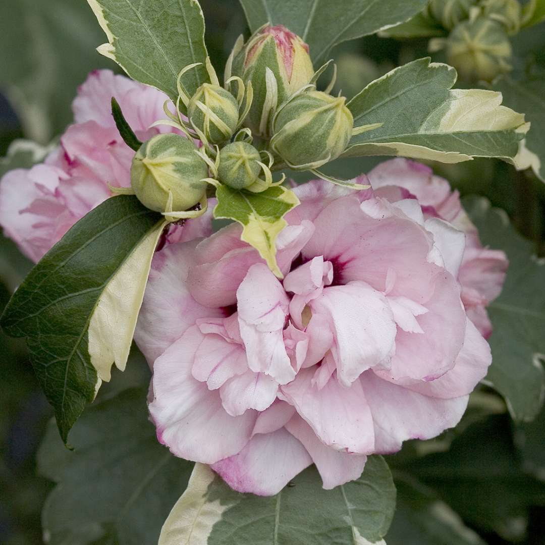 Close up of pink Sugar Tip Hibiscus soft pink bloom and buds